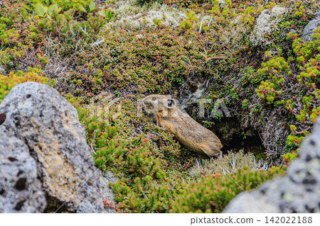 An adorable Ezo pika encountered on Mount Kurodake, surrounded by the magnificent nature of Hokkaido. An adorable Ezo pika encountered on Mount Kurodake, surrounded by the magnificent nature of Hokkaido. 142022188