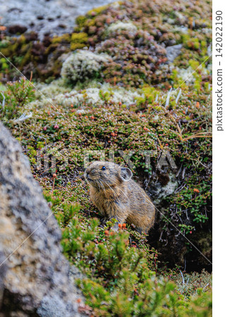 A pika peeking out from among the alpine plants and rocky terrain of Mount Kurodake. A pika peeking out from among the alpine plants and rocky terrain of Mount Kurodake. 142022190