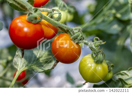 Image of harvesting and shipping vibrant midi tomatoes grown in a greenhouse. Image of harvesting and shipping vibrant midi tomatoes grown in a greenhouse. 142022211