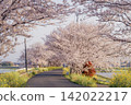 福岡的一排櫻花樹，盛開著櫻花和油菜花。 142022217