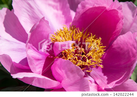 Peony bud flower bloom in garden. Floral background. Beautiful pink Tree Peonies. Paeonia petals Peony bud flower bloom in garden. Floral background. Beautiful pink Tree Peonies. Paeonia petals 142022244