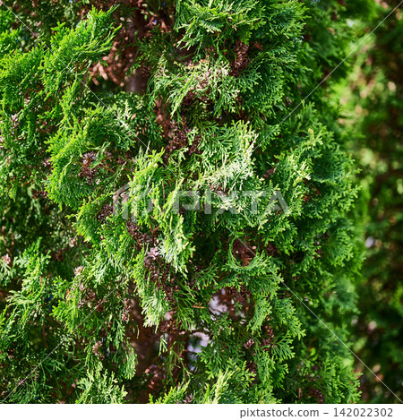 Close up texture of green thuja branches with small cones Close up texture of green thuja branches with small cones 142022302
