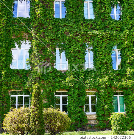 Exterior of a brick building overgrown with wild climbing ivy vines Exterior of a brick building overgrown with wild climbing ivy vines 142022306