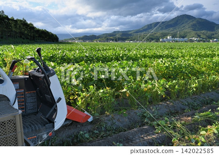 今天的豆田 今天的豆田 142022585