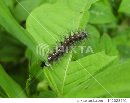 Gypsy moth eating (2) Gypsy moth eating (2) 142022591