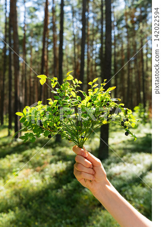 Close-Up Of Woman's Hand Holding Wild Blueberry Branch With Ripe Berries In Summer Forest, Seasonal Foraging And Berry Picking. Close-Up Of Woman's Hand Holding Wild Blueberry Branch With Ripe Berries In Summer Forest, Seasonal Foraging And Berry Picking. 142022594