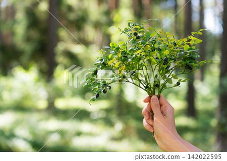 Close-Up Of Woman's Hand Holding Wild Blueberry Branches In Summer Forest With Copy Space For Antioxidant Food And Natural Product Advertising. Close-Up Of Woman's Hand Holding Wild Blueberry Branches In Summer Forest With Copy Space For Antioxidant Food And Natural Product Advertising. 142022595