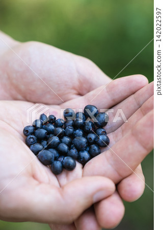 Man Holding Freshly Picked Wild Blueberries In Hands Outdoors, Close-Up Of Seasonal Forest Harvest, Berry Picking And Foraging Man Holding Freshly Picked Wild Blueberries In Hands Outdoors, Close-Up Of Seasonal Forest Harvest, Berry Picking And Foraging 142022597