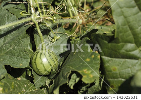 watermelon watermelon 142022631