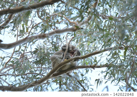 Koala sleeping on a tree Koala sleeping on a tree 142022848