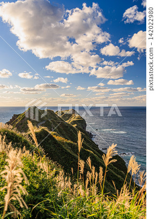 A panoramic view of Cape Kamui in early autumn, where golden pampas grass and the crystal-clear waters of Shakotan intertwine. A panoramic view of Cape Kamui in early autumn, where golden pampas grass and the crystal-clear waters of Shakotan intertwine. 142022980