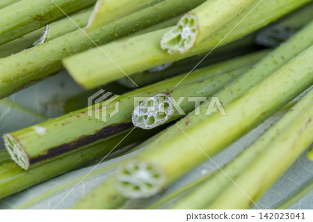 Lotus cultivation, harvesting, and shipping operations in Nanjo, Minamiechizen Town, Fukui Prefecture Lotus cultivation, harvesting, and shipping operations in Nanjo, Minamiechizen Town, Fukui Prefecture 142023041