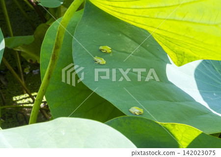 Lotus cultivation, harvesting, and shipping operations in Nanjo, Minamiechizen Town, Fukui Prefecture Lotus cultivation, harvesting, and shipping operations in Nanjo, Minamiechizen Town, Fukui Prefecture 142023075