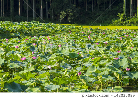 Lotus cultivation, harvesting, and shipping operations in Nanjo, Minamiechizen Town, Fukui Prefecture Lotus cultivation, harvesting, and shipping operations in Nanjo, Minamiechizen Town, Fukui Prefecture 142023089