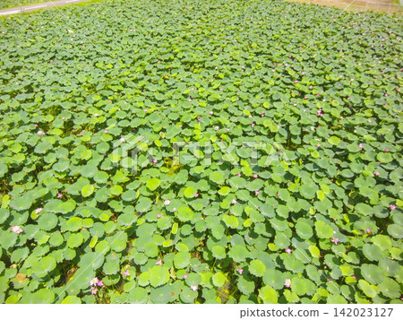 Lotus cultivation, harvesting, and shipping operations in Nanjo, Minamiechizen Town, Fukui Prefecture Lotus cultivation, harvesting, and shipping operations in Nanjo, Minamiechizen Town, Fukui Prefecture 142023127