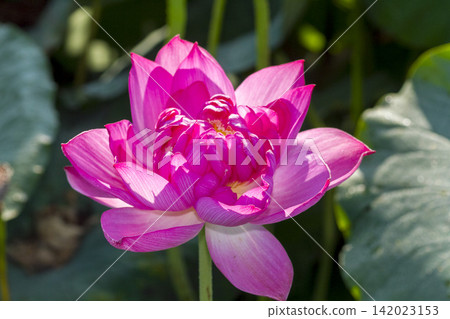 Lotus cultivation, harvesting, and shipping operations in Nanjo, Minamiechizen Town, Fukui Prefecture Lotus cultivation, harvesting, and shipping operations in Nanjo, Minamiechizen Town, Fukui Prefecture 142023153