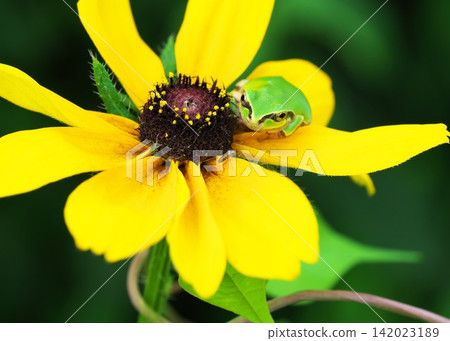 A small insect and a Japanese tree frog on a Rudbeckia flower. A small insect and a Japanese tree frog on a Rudbeckia flower. 142023189