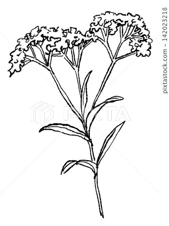 A hand-drawn line art illustration of blooming valerian flowers. A hand-drawn line art illustration of blooming valerian flowers. 142023218