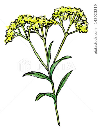 Hand-drawn line art and watercolor illustration of blooming valerian flowers Hand-drawn line art and watercolor illustration of blooming valerian flowers 142023219