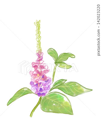 A hand-painted watercolor illustration of kudzu flowers in full bloom. A hand-painted watercolor illustration of kudzu flowers in full bloom. 142023220