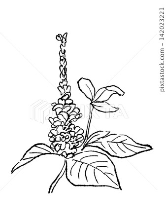 A hand-drawn line art illustration of kudzu flowers in full bloom. A hand-drawn line art illustration of kudzu flowers in full bloom. 142023221