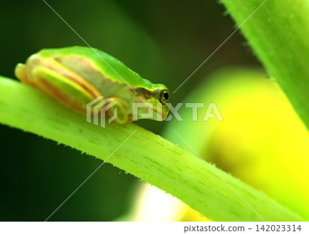 Close-up of a Japanese tree frog Close-up of a Japanese tree frog 142023314