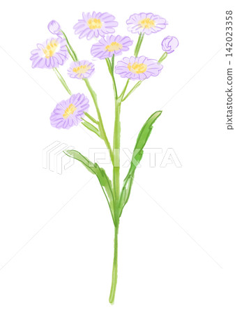 A hand-painted watercolor illustration of blooming aster flowers. A hand-painted watercolor illustration of blooming aster flowers. 142023358