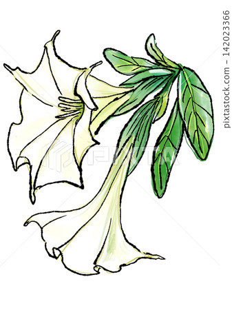 Hand-drawn line art and watercolor illustration of blooming Datura flowers Hand-drawn line art and watercolor illustration of blooming Datura flowers 142023366