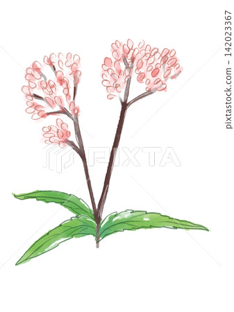 A hand-painted watercolor illustration of blooming Eupatorium flowers. A hand-painted watercolor illustration of blooming Eupatorium flowers. 142023367