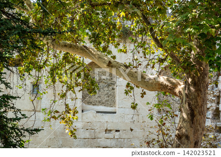A serene, mature tree in a weathered stone wall background A serene, mature tree in a weathered stone wall background 142023521