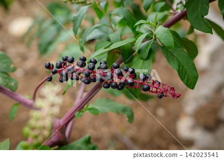 A detailed close-up photograph of a plant branch in an outdoor setting with a dense cluster of small dark berries attached by a red stem A detailed close-up photograph of a plant branch in an outdoor setting with a dense cluster of small dark berries attached by a red stem 142023541