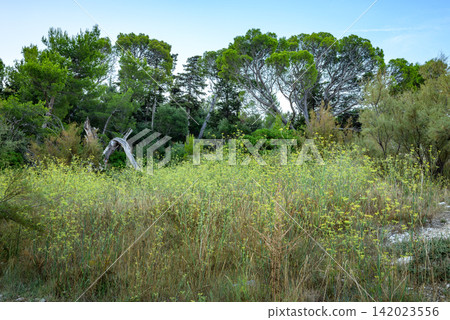 A vibrant meadow filled with tall grasses and wildflowers in a bright yellow-green hue A vibrant meadow filled with tall grasses and wildflowers in a bright yellow-green hue 142023556