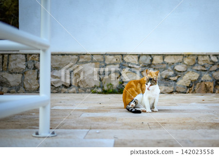 A domestic orange-and-white cat with a curious gaze sits on a tiled patio surrounded by a textured stone wall and a smooth blue building A domestic orange-and-white cat with a curious gaze sits on a tiled patio surrounded by a textured stone wall and a smooth blue building 142023558