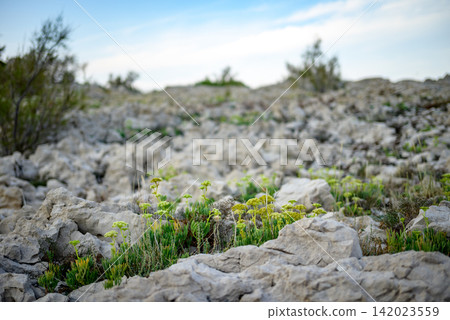 A rugged, rocky landscape with pale gray stone formations and vibrant green plants growing among them A rugged, rocky landscape with pale gray stone formations and vibrant green plants growing among them 142023559