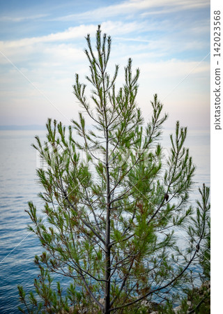 A young pine tree stands majestically in a coastal landscape, framed against vast blue waters under a gently overcast sky A young pine tree stands majestically in a coastal landscape, framed against vast blue waters under a gently overcast sky 142023568
