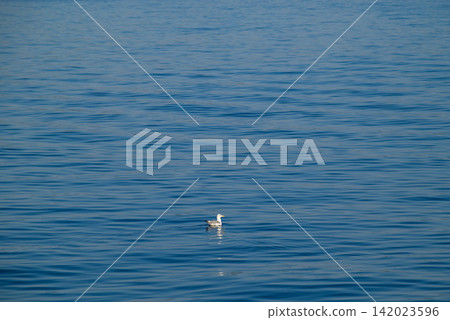 A minimalist seagull floating on a vast blue water expanse A minimalist seagull floating on a vast blue water expanse 142023596
