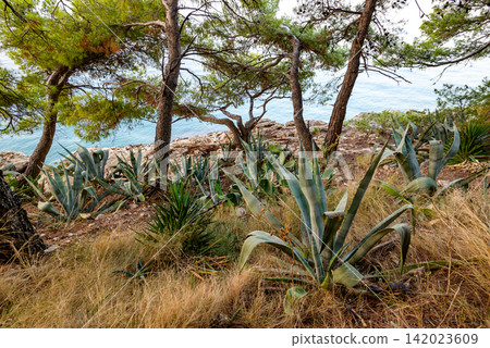 A rugged coastal landscape featuring agave plants in a natural, textured environment framed by trees 142023609