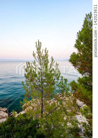 A serene coastal landscape at dawn or dusk featuring a young pine tree in the foreground against a rugged cliff with an obscured older pine to its right A serene coastal landscape at dawn or dusk featuring a young pine tree in the foreground against a rugged cliff with an obscured older pine to its right 142023611