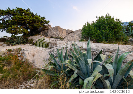 A rugged coastal landscape featuring a dominant textured rock formation surrounded by plants A rugged coastal landscape featuring a dominant textured rock formation surrounded by plants 142023613