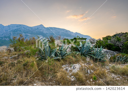A serene natural landscape at dawn or dusk featuring rugged rocky terrain dotted with agave plants and weathered rocks A serene natural landscape at dawn or dusk featuring rugged rocky terrain dotted with agave plants and weathered rocks 142023614