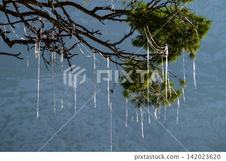 A striking natural scene featuring a pine tree branch with long white ropes hanging from it against misty background A striking natural scene featuring a pine tree branch with long white ropes hanging from it against misty background 142023620