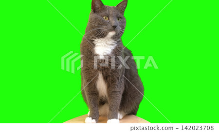 Cat on Green Background. Gray White Feline Against Green Screen Chromakey. Real Shot Cat Isolated is Sitting, Looking Up, Playing. Kitty Cat licks its muzzle. Kitten video. Keying. Goods for pets 4K Cat on Green Background. Gray White Feline Against Green Screen Chromakey. Real Shot Cat Isolated is Sitting, Looking Up, Playing. Kitty Cat licks its muzzle. Kitten video. Keying. Goods for pets 4K 142023708