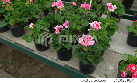 Closeup pink pelargonium flowers greenhouse, potted plants, lush green soft leaves, ideal for broll intro. Decorative Bright blossoms in greenhouse setting. Vivid pelargoniums. Beautiful Nature video Closeup pink pelargonium flowers greenhouse, potted plants, lush green soft leaves, ideal for broll intro. Decorative Bright blossoms in greenhouse setting. Vivid pelargoniums. Beautiful Nature video 142023997