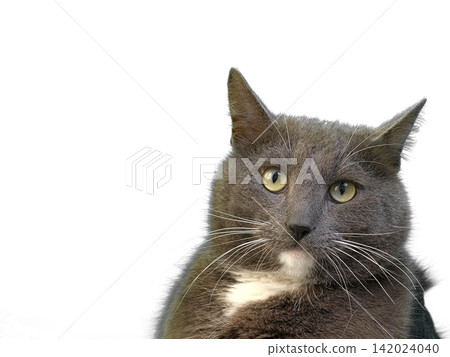 Cat on White Background. Gray White Feline Against Neutral Grey Plain Backdrop. Real Shot Cat Isolated is Sitting, Looking Up, Playing. Kitty Cat licks its muzzle. Kitten video. Goods for pets 4K 142024040