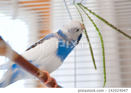 Colorful Budgerigar Feeding Playfully. Vibrant White Blue Budgie Bird is Eating green sprouted food. Bright Cozy Indoor Setting. Close-up. Funny Pet Parrot. Domestic Animal Parakeet. Colorful Budgerigar Feeding Playfully. Vibrant White Blue Budgie Bird is Eating green sprouted food. Bright Cozy Indoor Setting. Close-up. Funny Pet Parrot. Domestic Animal Parakeet. 142024047