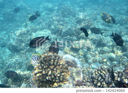 熱帶魚在印度洋明珠馬爾地夫的珊瑚礁中游弋嬉戲。 熱帶魚在印度洋明珠馬爾地夫的珊瑚礁中游弋嬉戲。 142024060