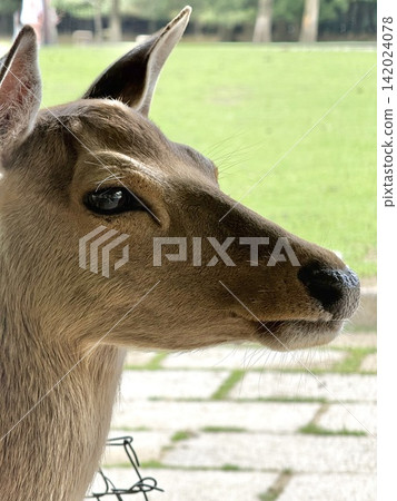 doe in Nara Park doe in Nara Park 142024078