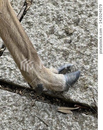 Hoof of a deer in Nara Hoof of a deer in Nara 142024079