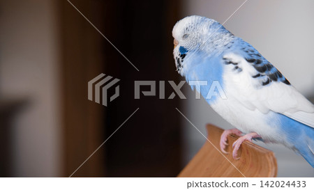 Blue white budgie perched on armrest, quiet indoor portrait of tame parakeet showcasing speckled plumage and delicate beak, soft neutral background, closeup resting pose conveying companion bird vibe Blue white budgie perched on armrest, quiet indoor portrait of tame parakeet showcasing speckled plumage and delicate beak, soft neutral background, closeup resting pose conveying companion bird vibe 142024433