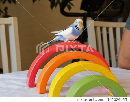 Blue white budgie perched on armrest, quiet indoor portrait of tame parakeet showcasing speckled plumage and delicate beak, soft neutral background, closeup resting pose conveying companion bird vibe Blue white budgie perched on armrest, quiet indoor portrait of tame parakeet showcasing speckled plumage and delicate beak, soft neutral background, closeup resting pose conveying companion bird vibe 142024435
